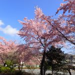 桜の開花時期もいろいろ（３月４日）の画像