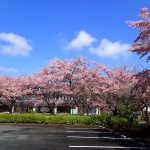 桜の開花時期もいろいろ（３月４日）の画像